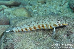 Parapercis xanthozona