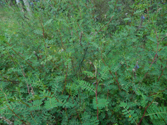 Oncopeltus orourkeae