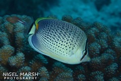 Chaetodon guttatissimus