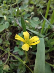 Oxalis corniculata