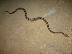 Bogertophis subocularis