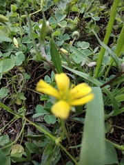 Oxalis corniculata