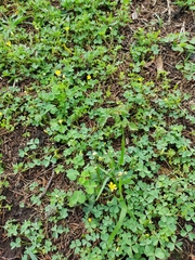 Oxalis corniculata