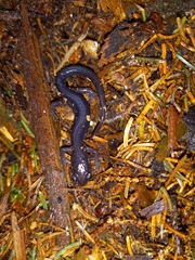 Plethodon montanus