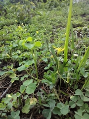Oxalis corniculata