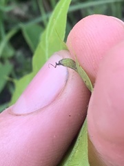 Callirhytis pedunculata
