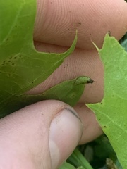 Callirhytis pedunculata