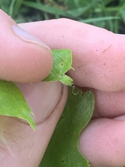 Callirhytis pedunculata