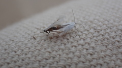 Leucoptera
