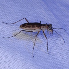 Ellipsoptera sperata