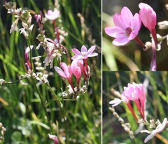 Ixia stohriae