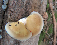 Conchomyces bursiformis