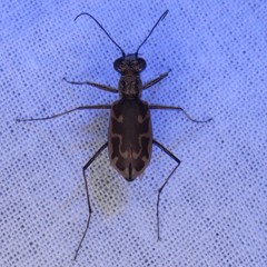 Ellipsoptera sperata