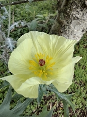 Argemone