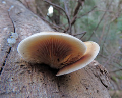 Conchomyces bursiformis