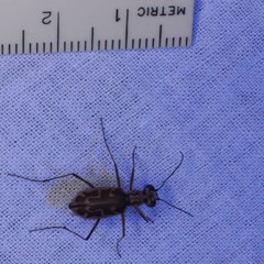 Ellipsoptera sperata