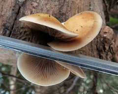 Conchomyces bursiformis
