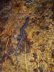 Plethodon montanus