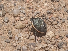 Chlorochroa sayi