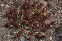 Lepidium bipinnatifidum