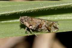 Cixiosoma bonaerense