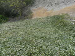 Myoporum parvifolium