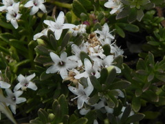 Myoporum parvifolium
