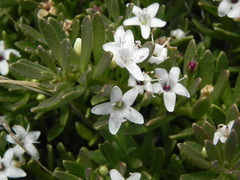 Myoporum parvifolium