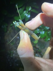 Euastacus urospinosus