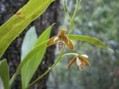 Prosthechea livida