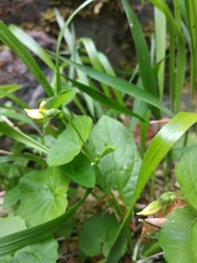Viola biflora