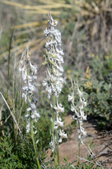Delphinium carolinianum virescens