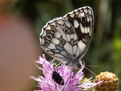 Melanargia galathea
