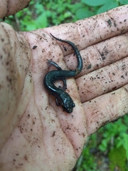 Plethodon montanus