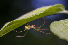 Leucauge venusta