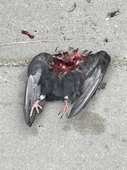 Columba livia domestica