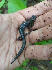 Plethodon montanus
