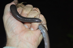 Dermophis oaxacae