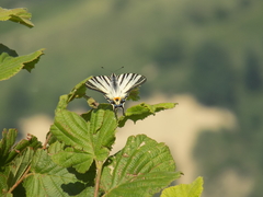 Iphiclides podalirius