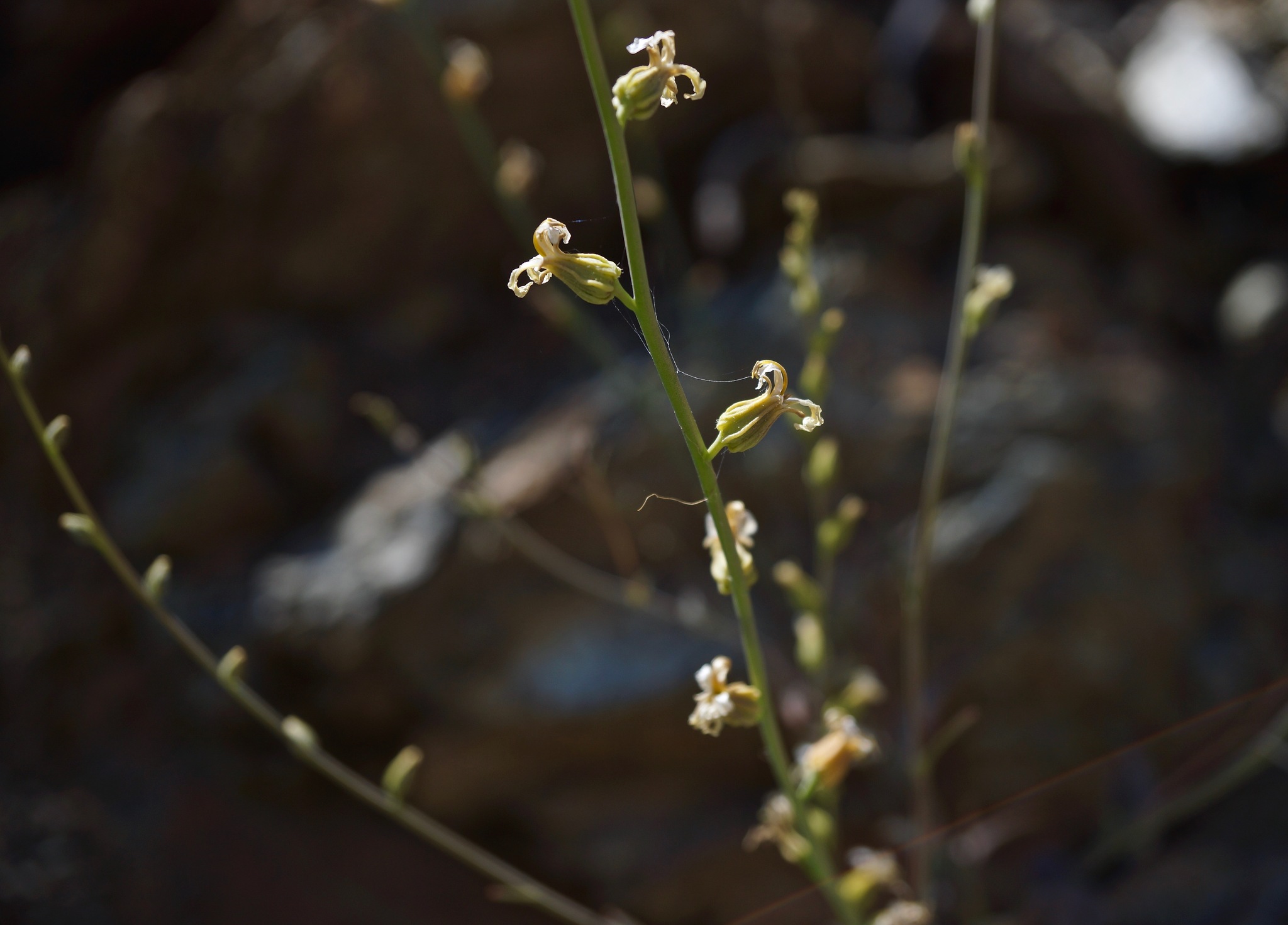 Streptanthus morrisonii