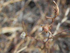 Convolvulus simulans