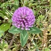 Red Clover - Photo (c) Sandy Wolkenberg, some rights reserved (CC BY), uploaded by Sandy Wolkenberg