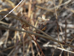 Convolvulus simulans