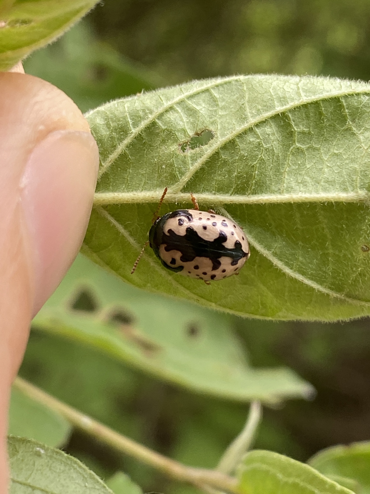 Calligrapha scalaris (J.E.LeConte, 1824)