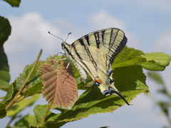 Iphiclides podalirius