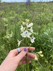 Delphinium pavonaceum