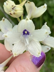 Delphinium pavonaceum