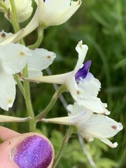 Delphinium pavonaceum
