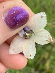 Delphinium pavonaceum