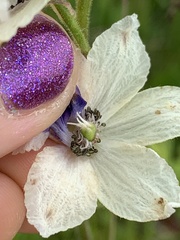 Delphinium pavonaceum